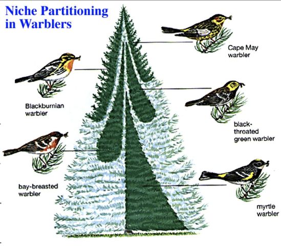 principio de exclusión