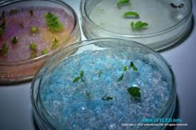 experimentode de Georgy Gause