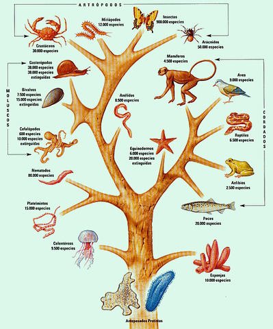 Georges Louis trato de clasificar a las especies