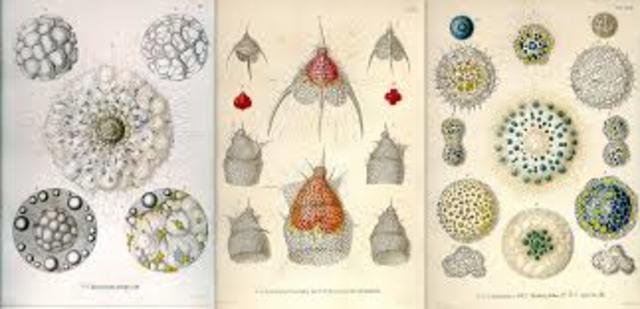 Haeckel