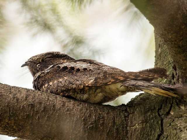 First Game First Win