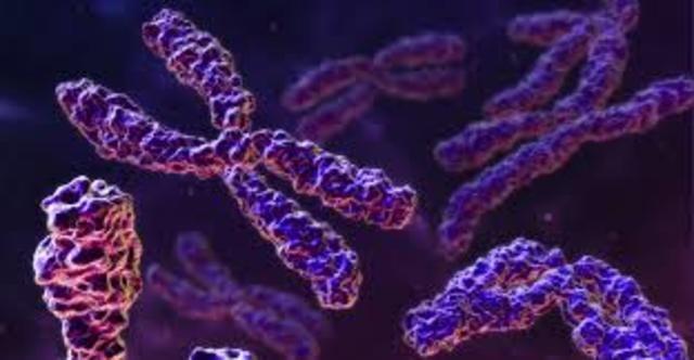 LA DISPOSICION LINEAL DE LOS CROMOSOMAS