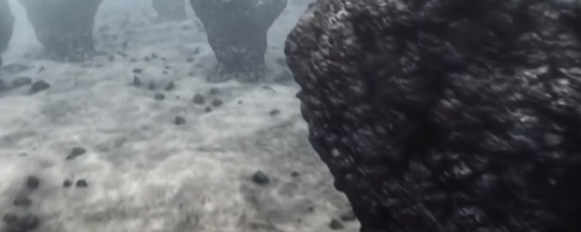 Bacteria unicelulares