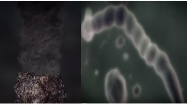 Los Primeros Seres Vivos