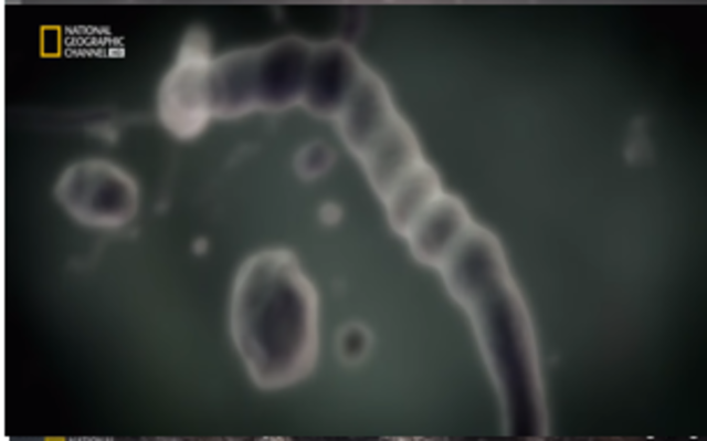 Formacion de los primeros seres unicelulares