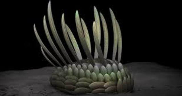 Los primero seres multicelulares