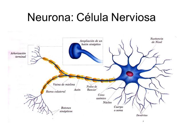 Aparece la teoría de que la Neurona o célula nerviosa es la unidad anatómica y funcional básica del sistema nervioso
