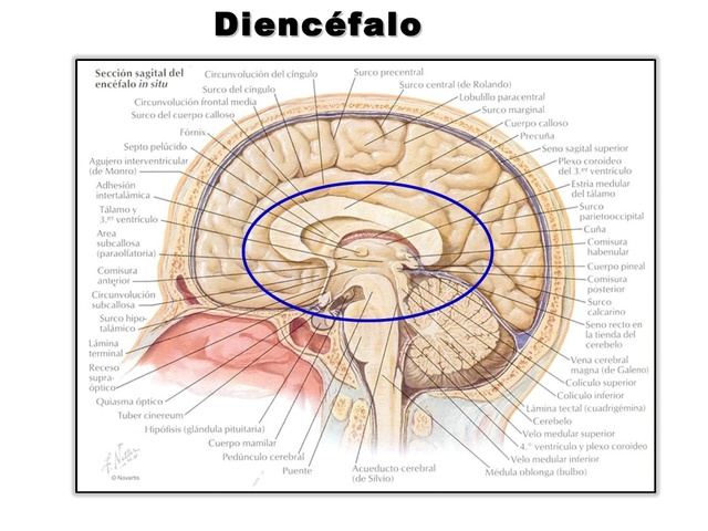 Aprendizajes por medio de sonidos