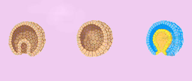 Día 12: Disco bilaminar