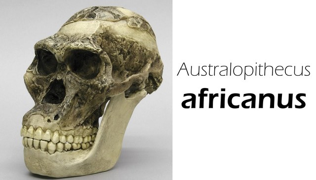 Descubren los restos del Astropithecus Africanus