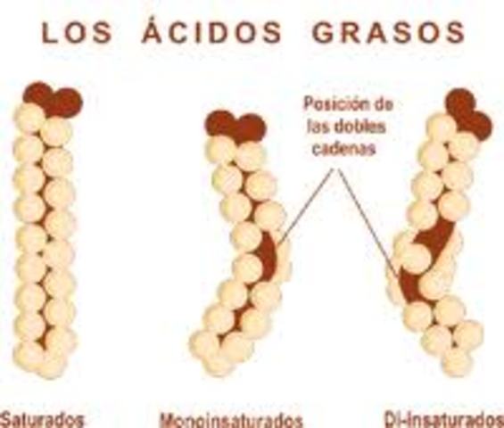 Descubrimiento de ácidos grasos