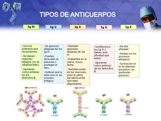 Anticuerpos