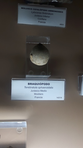 Braquiópodo