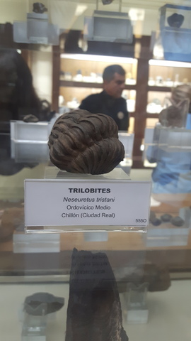 Trilobites