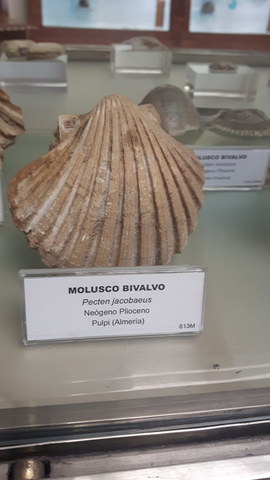 Molusco Bivalvo
