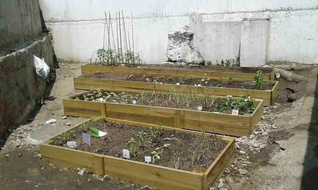 PlANTACIÓN DAS SEMENTES