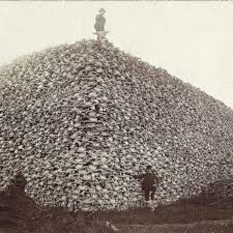 Killing of the Buffalo