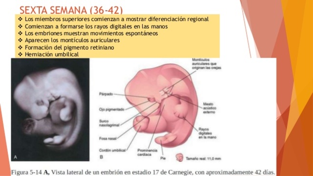 Semana 6