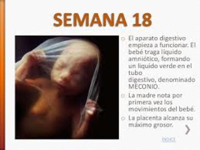 SEMANAS 15, 16, 17 Y 18