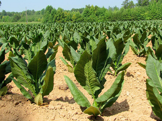 Tobacco arrives in Europe