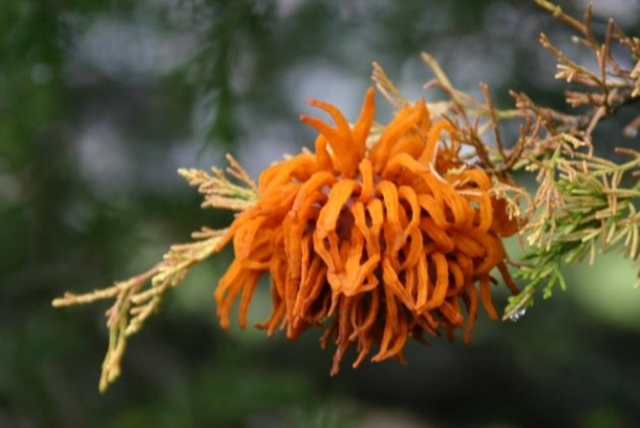 Considerados plantas