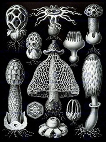 Dentro de los protistas