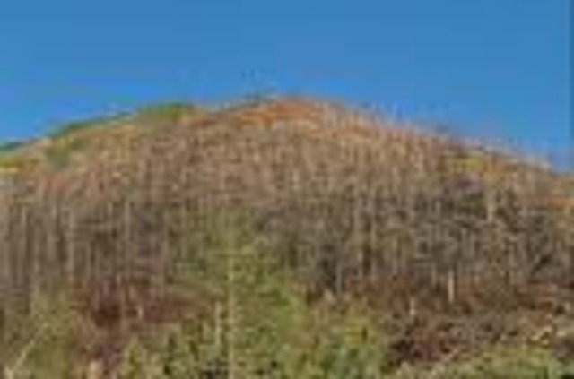 La quema de la naturaleza