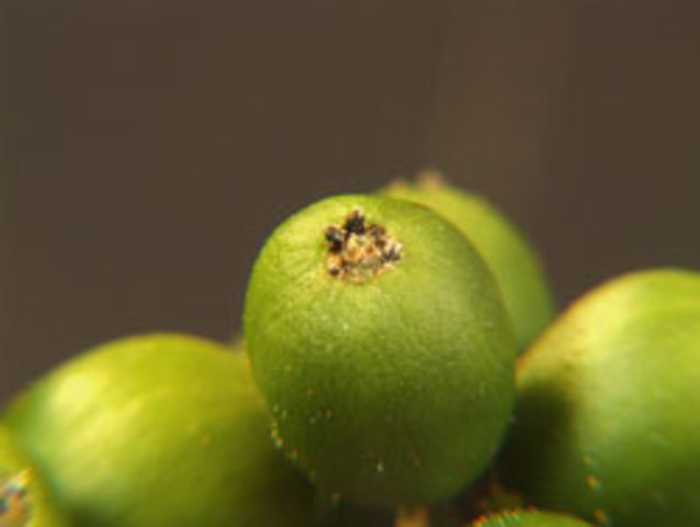 BENAVIDES M., P.; GIL P., Z.N;GÓNGORA B,C.E;ARCILA M,A.Manejo integrado de plagas.In:Manual del cafetero colombiano:Investigación y tecnología para la sostenibilidad de la caficultura.Chinchiná:FNC:CENICAFÉ, 2013.3 vols.