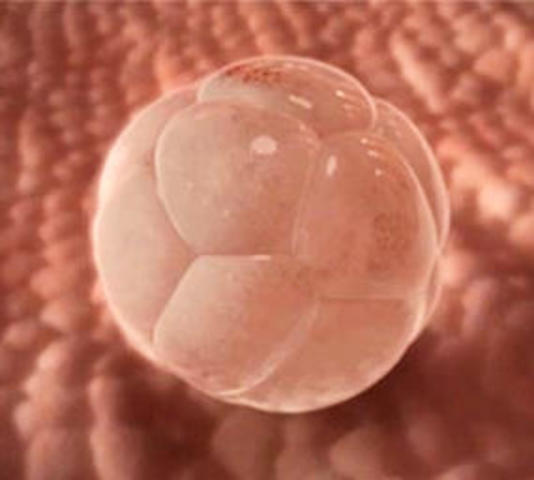 semana 2 de embarazo