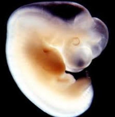 semana 6 de embarazo