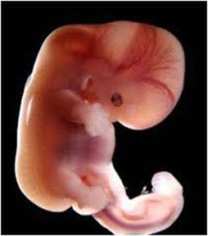 semana 8 de embarazo