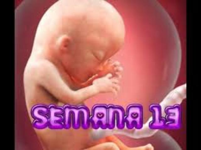 semana 13 de embarazo