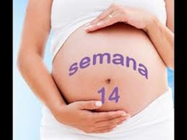 semana 14 de embarazo