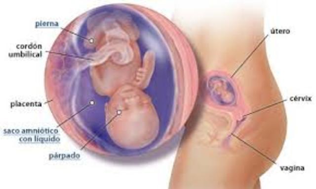 semana 17 de embarazo