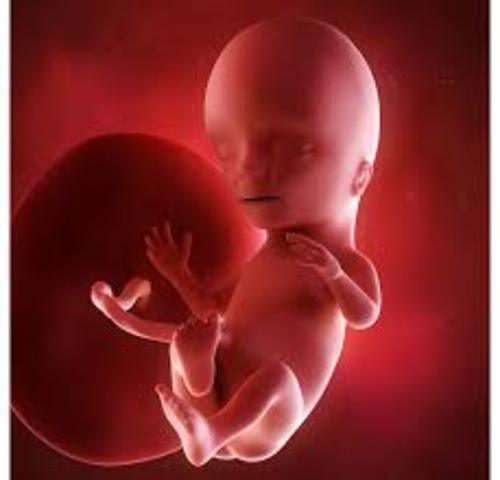 semana 18 de embarazo