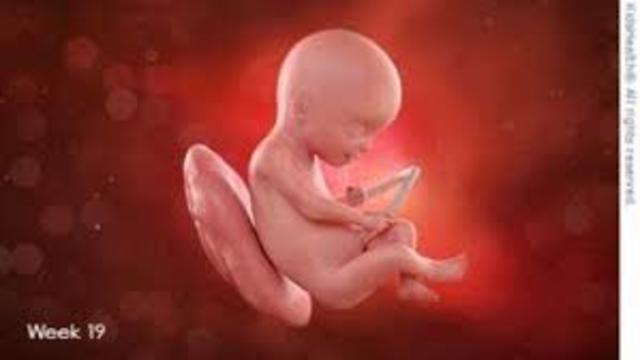 semana 20 de embarazo