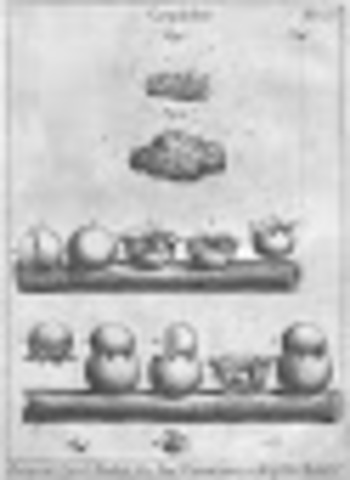 Micheli grandes avances para la micología