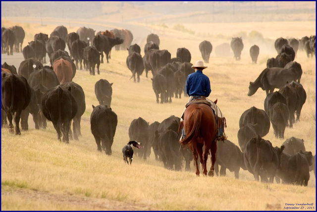 Cattle Drives