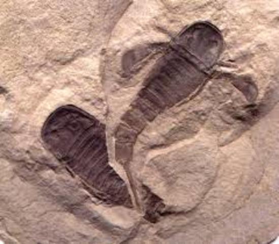 Silurian period 435-395 mya