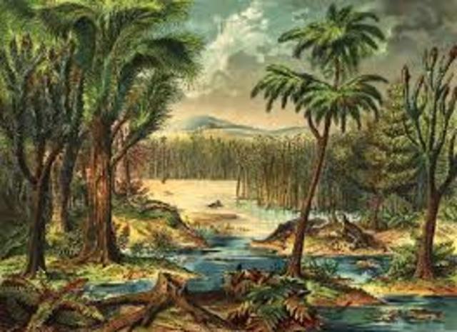Carboniferous period 345-280mya