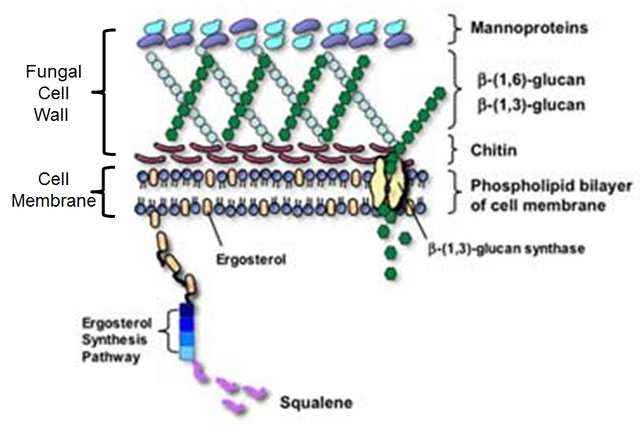 Propiedades de la Pared celular