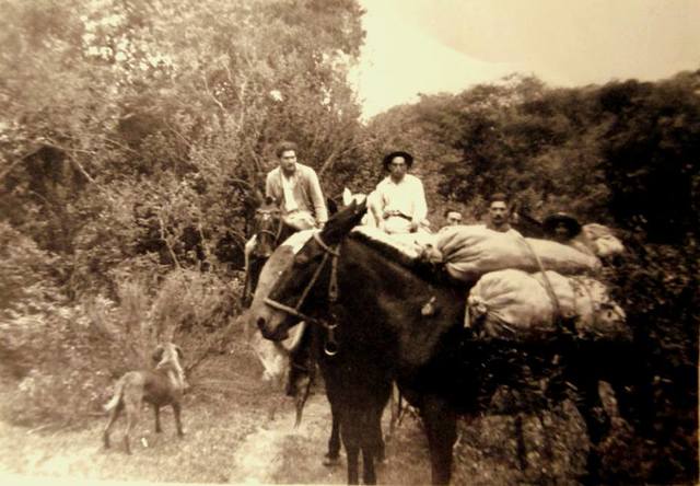 Animales como medio de transporte