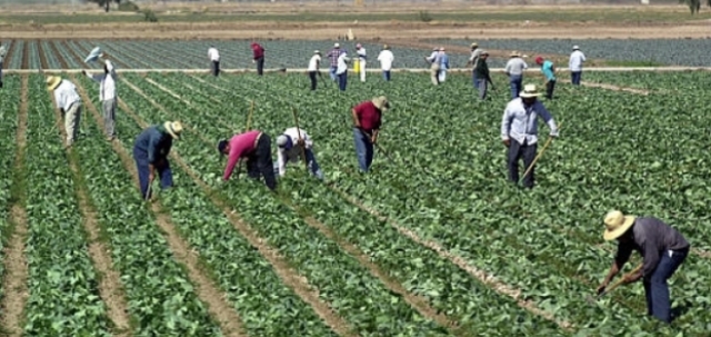 LA AGRICULTURA SUPERA LA MINERÍA COMO FUENTE DE DIVISAS