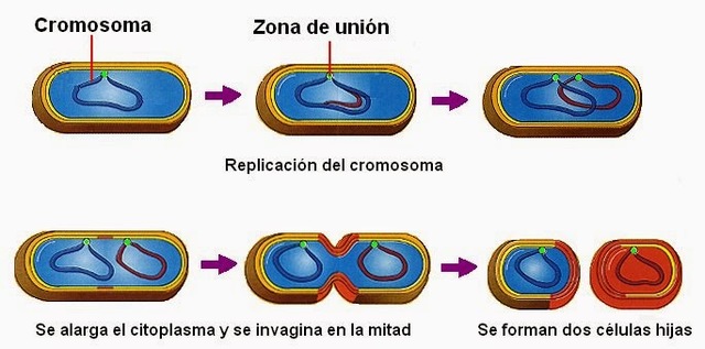 Teoria cel•lular: " les cèl•lules tan sola poden sorgir a partir d'unes altres cèl•lules"