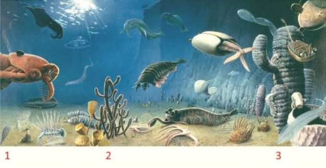 540 millones de años