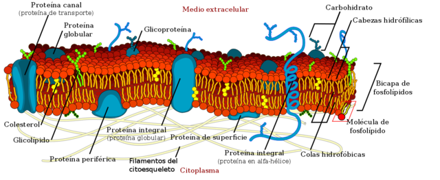 Membrana plasmática