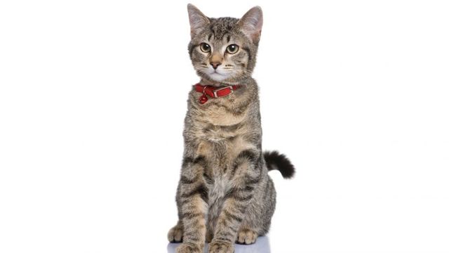 Acogida y búsqueda de familia de dos crías de gato común europeo