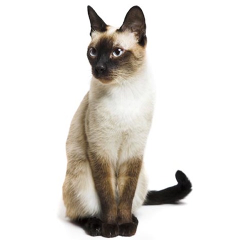 Revisión general de gato raza siamesa