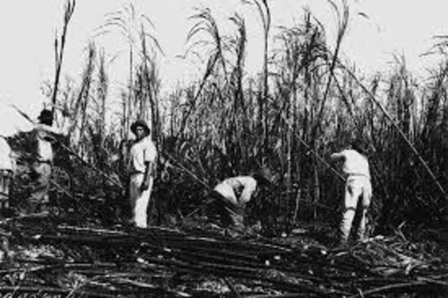 Hawaii Sugar Plantation