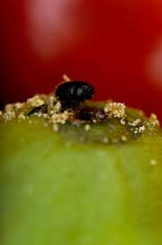 MINISTERIO DE AGRICULTURA Y GANADERÍA DIRECCIÓN REGIONAL CENTRAL OCCIDENTAL, 2012